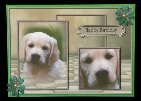 Birthday Boy Cute Doggie by Suzi Cooper