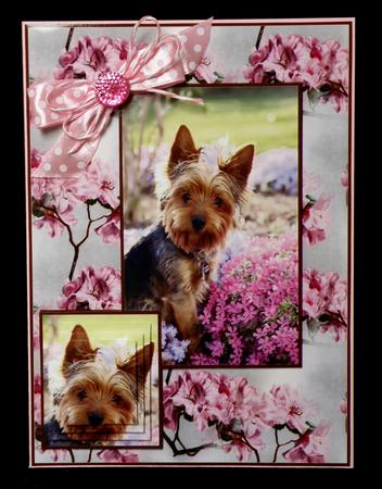 Its a Yorkie Thing by Suzi Cooper