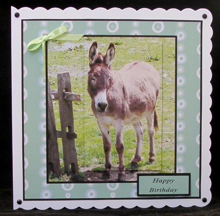 Little Donkey by Suzi Cooper