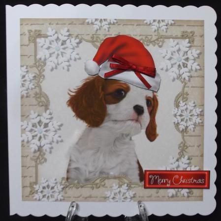 Festive King Charles 8x8 by Suzi Cooper