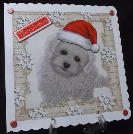 Festive Bichon Frise 8x8 by Suzi Cooper