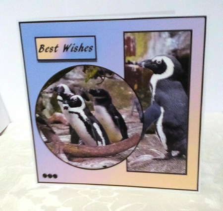 Penguins Insert by Sylvia Sprot