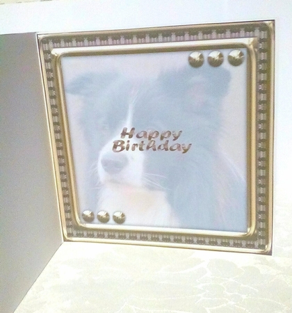 JJ LOVE MY DOG BORDER COLLIE 8X8 INSERT HAPPY BIRTHDAY by Sylvia Sprot