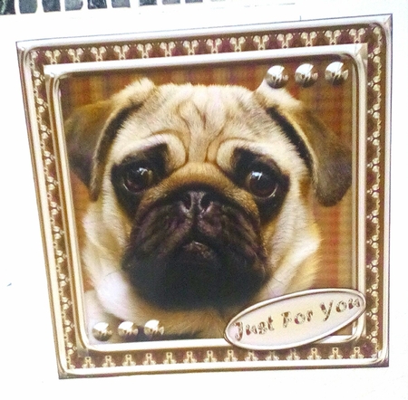 JJ LOVE MY DOG 8X8 PUG INSERT BLANK by Sylvia Sprot