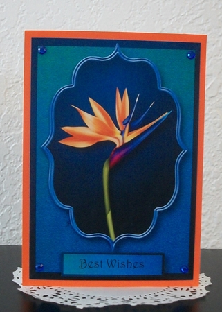 Beautiful Bird of Paradise Flower by Teddi Phillips