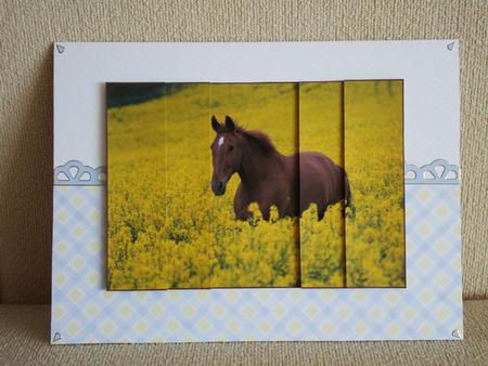 Gorgeous Brown Horse in a Field by tina bing