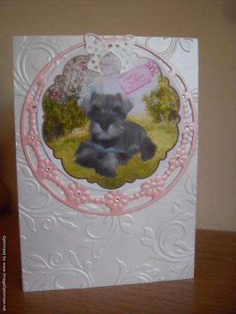 Dogs, Cockerspaniel, Poodle, Schnauzer by Tracey Hutchins