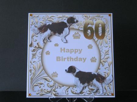 Springer Spaniel 60th by Tracey Hutsby