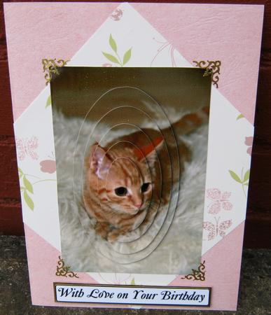 Ginger Kitten by Tracey Drage-Baillie