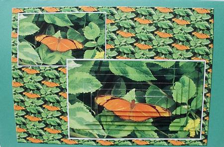 Orange Butterfly Card Front by Tricia Dias