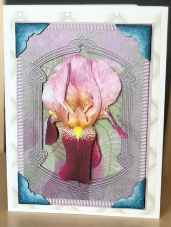 Ullas Iris by Ulla Skraedderdal