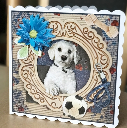Gorgeous Bichon Havanais by Ulla Skraedderdal