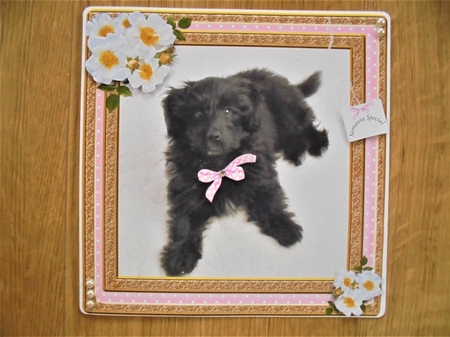 POODLE MIXED BREED GIRL MULTI SENTIMENTS by Valerie ODonnell