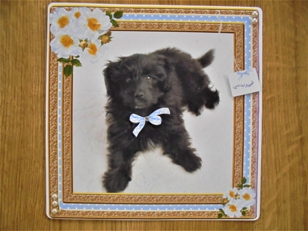 POODLE MIXED BREED BOY MULTI SENTIMENTS by Valerie ODonnell