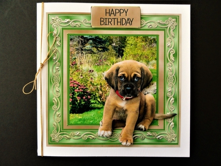 Cute Puppy by Valerie Spowart