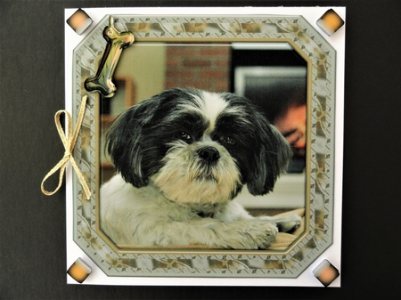 JJ SHIH TZU 8X8 4 by Valerie Spowart