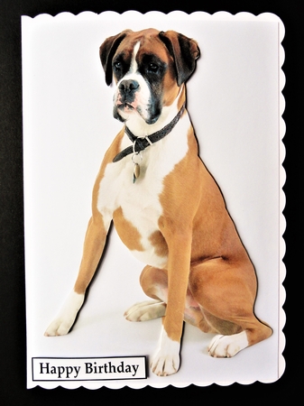 Boxer Dog Sitting A5 Quick Card by Valerie Spowart