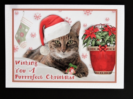 A Cats Purrrrfect Christmas by Valerie Spowart