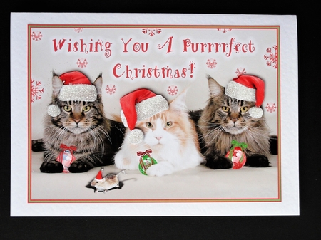 A Cats Purrrrfect Christmas by Valerie Spowart