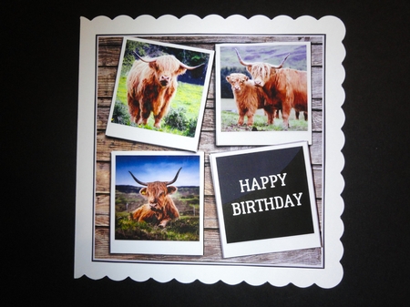 HIGHLAND COWS 6X6 by Valerie Spowart