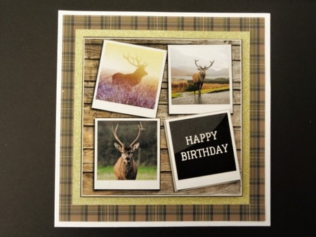 HIGHLAND DEER 6X6 by Valerie Spowart