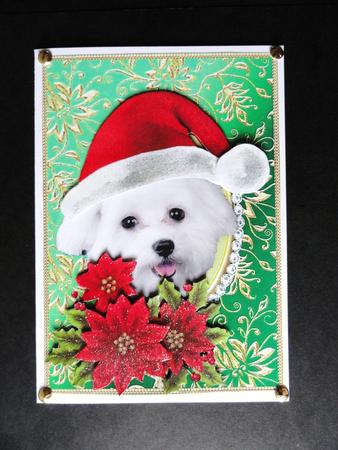 Santa White Puppy Dog Bichon Frise and Poinsettia Flowers 1 by Valerie Spowart