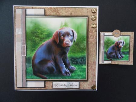 Little Chocolate Labrador Puppy by Valerie Spowart