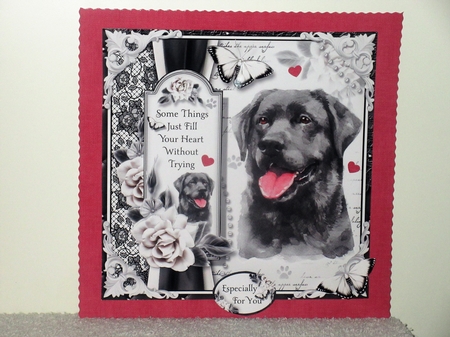 The Black Lab by Wayne Swan
