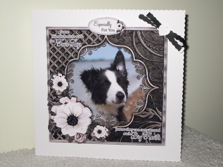 Big Hearts - Border Collie Puppy by Wayne Swan
