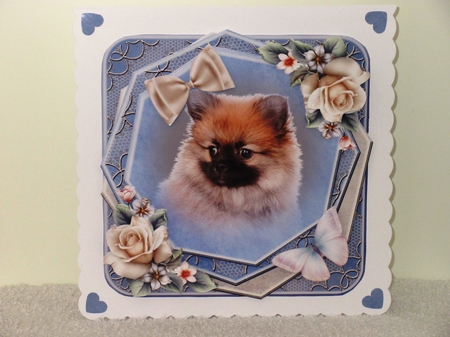 Blue Pomeranien by Wayne Swan