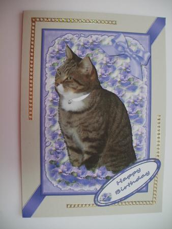 Cat in Purple Frame by Wendy Smith