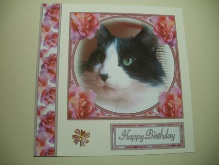 Black & White Cat by Wendy Smith