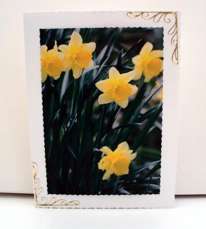 Daffodil Macro Photography by Wendy Freeman