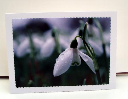 Snowdrop by Wendy Freeman