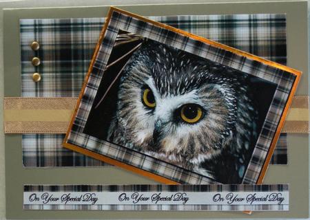 Owl by Wynona Oneil
