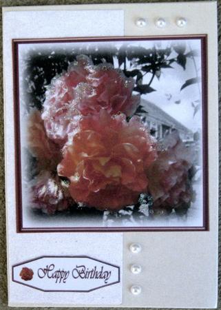 2 Colour Rose Topper by Wynona Oneil