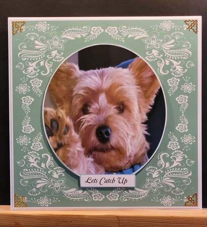 YORKSHIRE TERRIER LETS CATCH UP MULTIPLE SENTIMENTS  by Yana Pritchard