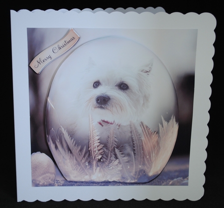 westie snowdrop by Yvonne Middleton