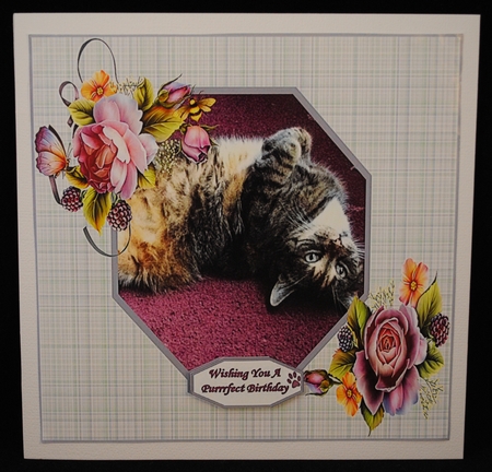 Our Gorgeous Freckles 8x8 - Lovable Pet Collection by Yvonne Middleton