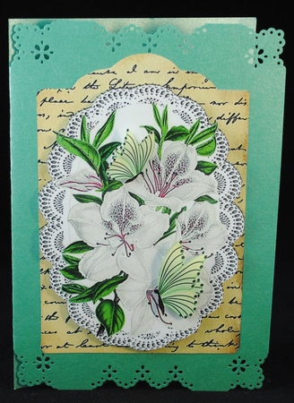 pretty white Azaleas on lace , script with butterflies by Yvonne Middleton