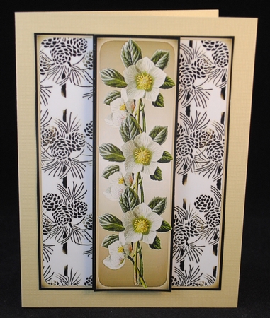 Christmas Rose 8 by Yvonne Middleton