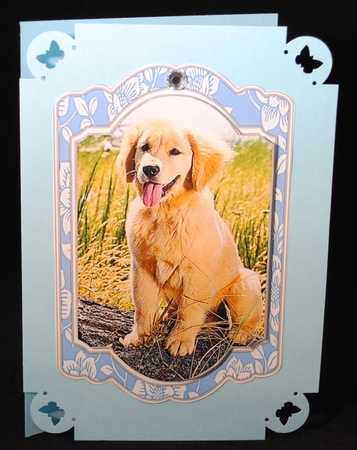 Our Furry Friends 4 by Yvonne Middleton