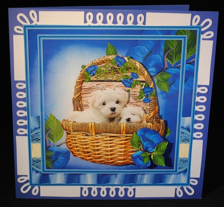 Beautiful Maltese Pups by Yvonne Middleton