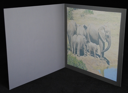 at the watering hole by Yvonne Middleton