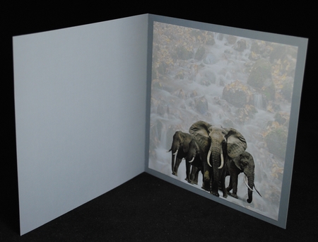 elephant family by Yvonne Middleton