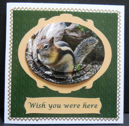 Mountain Chipmunk by Yvonne Middleton