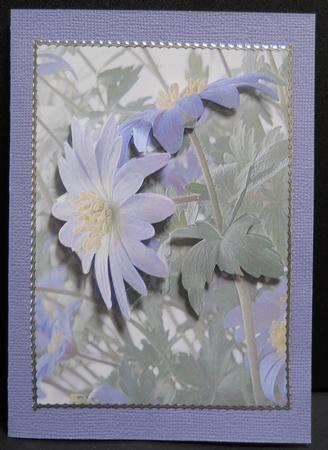 Lilac Anemone Vellum by Yvonne Middleton