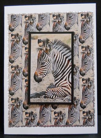 Zebra Foal Backing Sheet by Yvonne Middleton