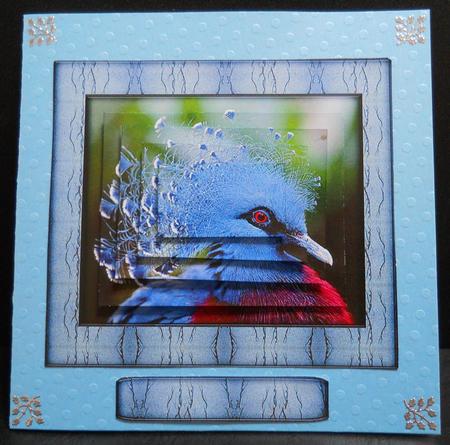 Bird Series - Victoria Crowned Pigeon by Yvonne Middleton