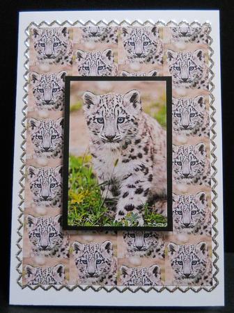 Snow Leapord Cub - Backing Sheet by Yvonne Middleton